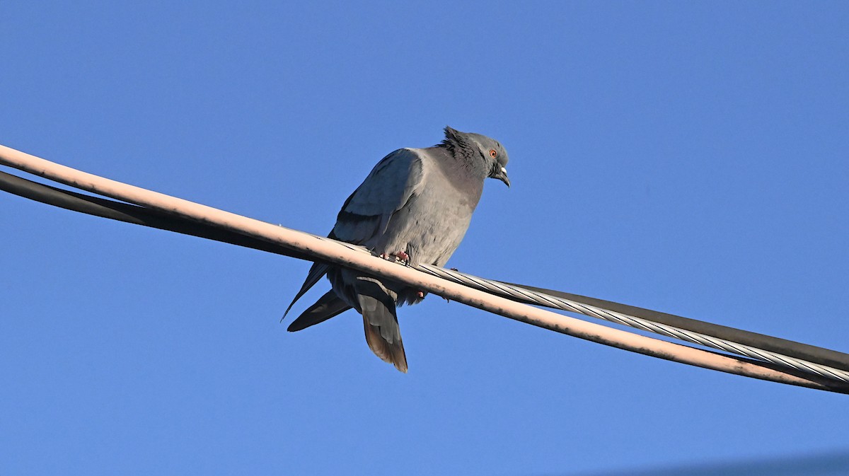 Rock Pigeon (Feral Pigeon) - ML647309199