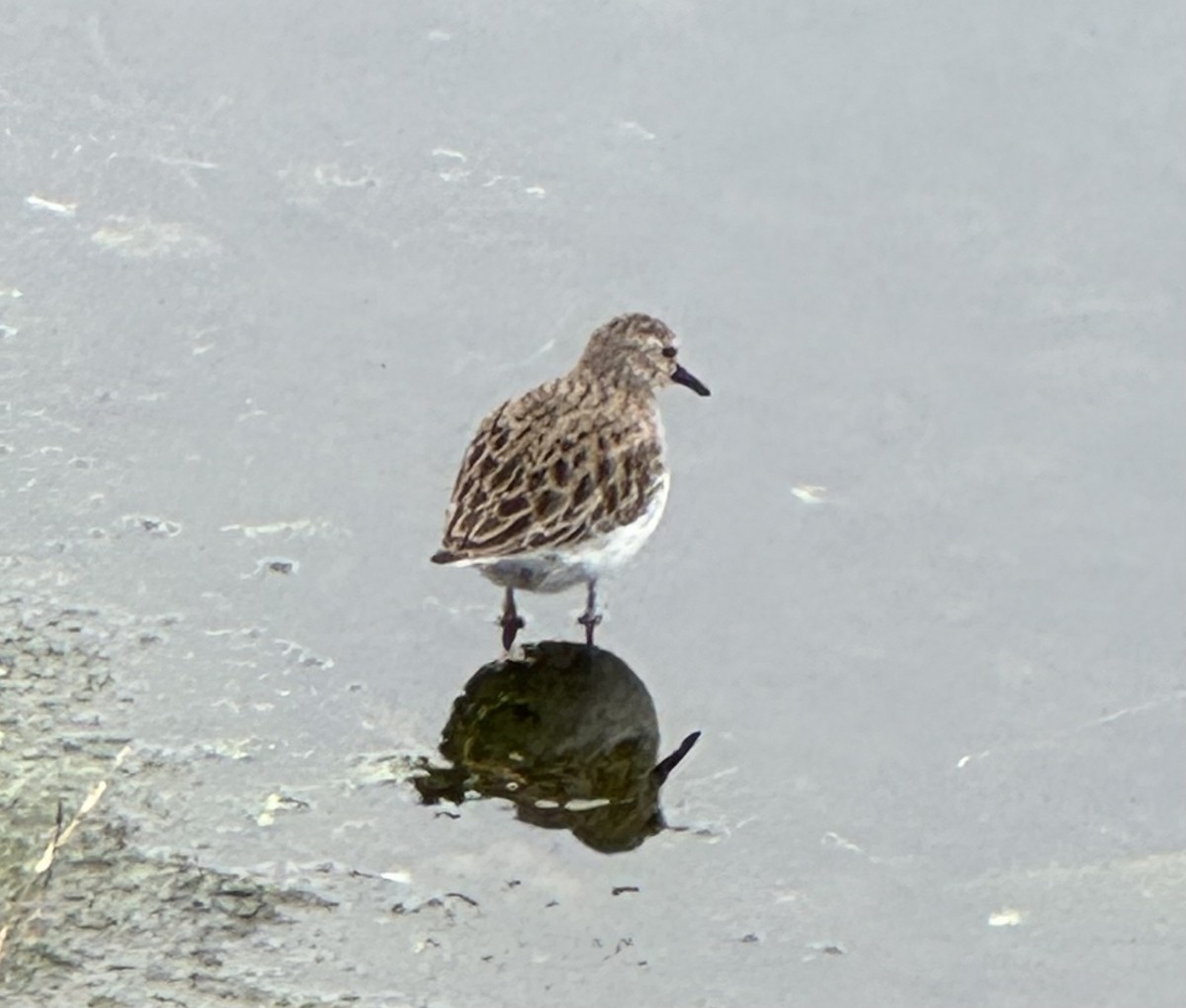 Least Sandpiper - ML647309206