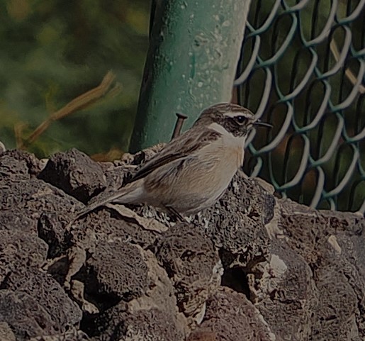 Fuerteventura Stonechat - ML647309207