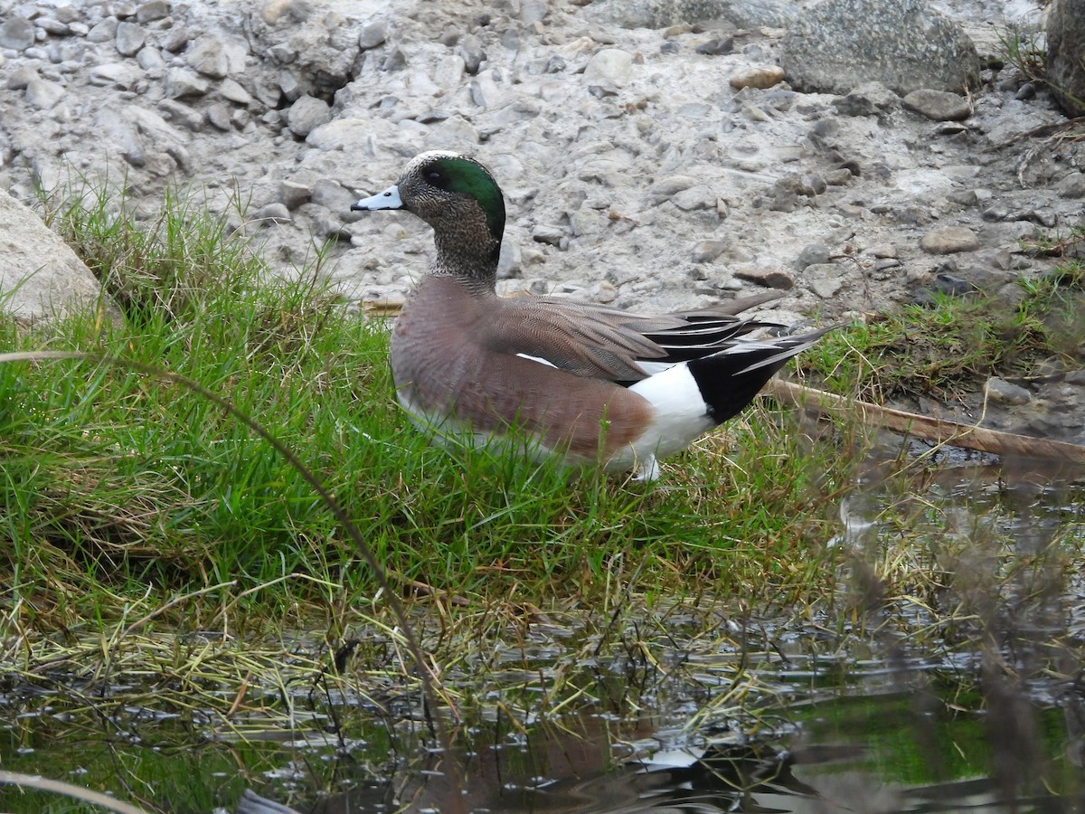 American Wigeon - ML647309208
