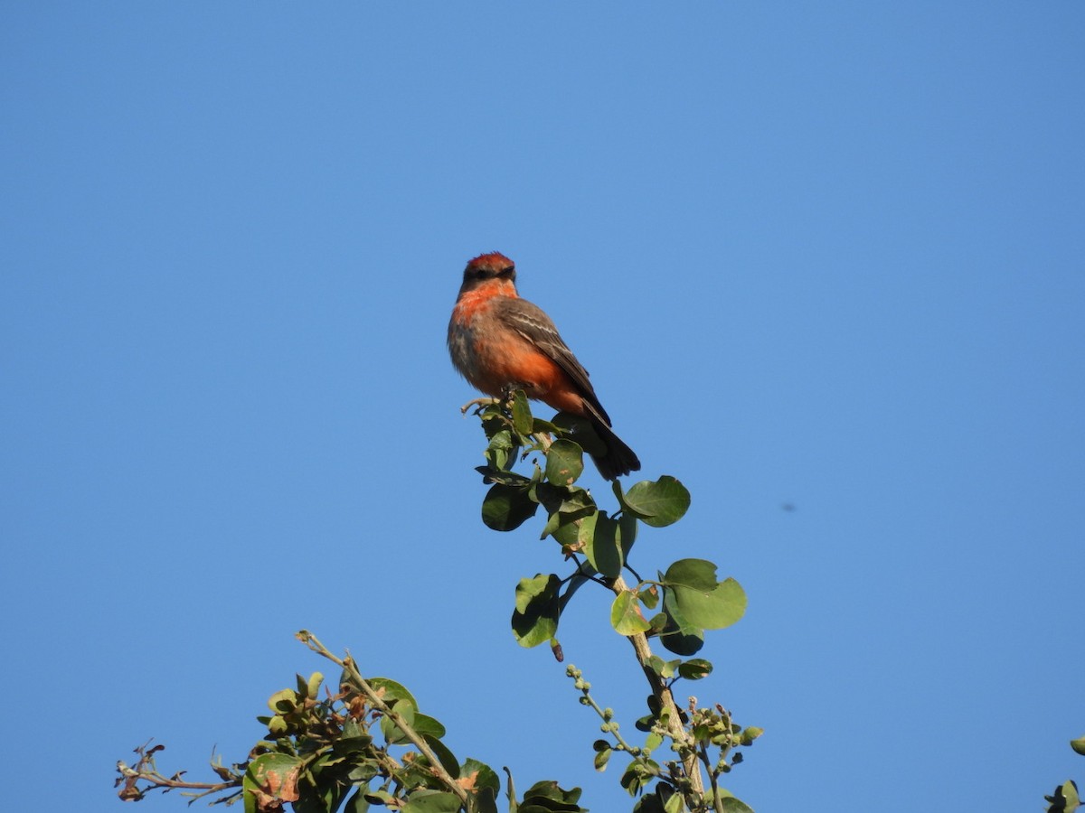 Vermilion Flycatcher - ML647309209