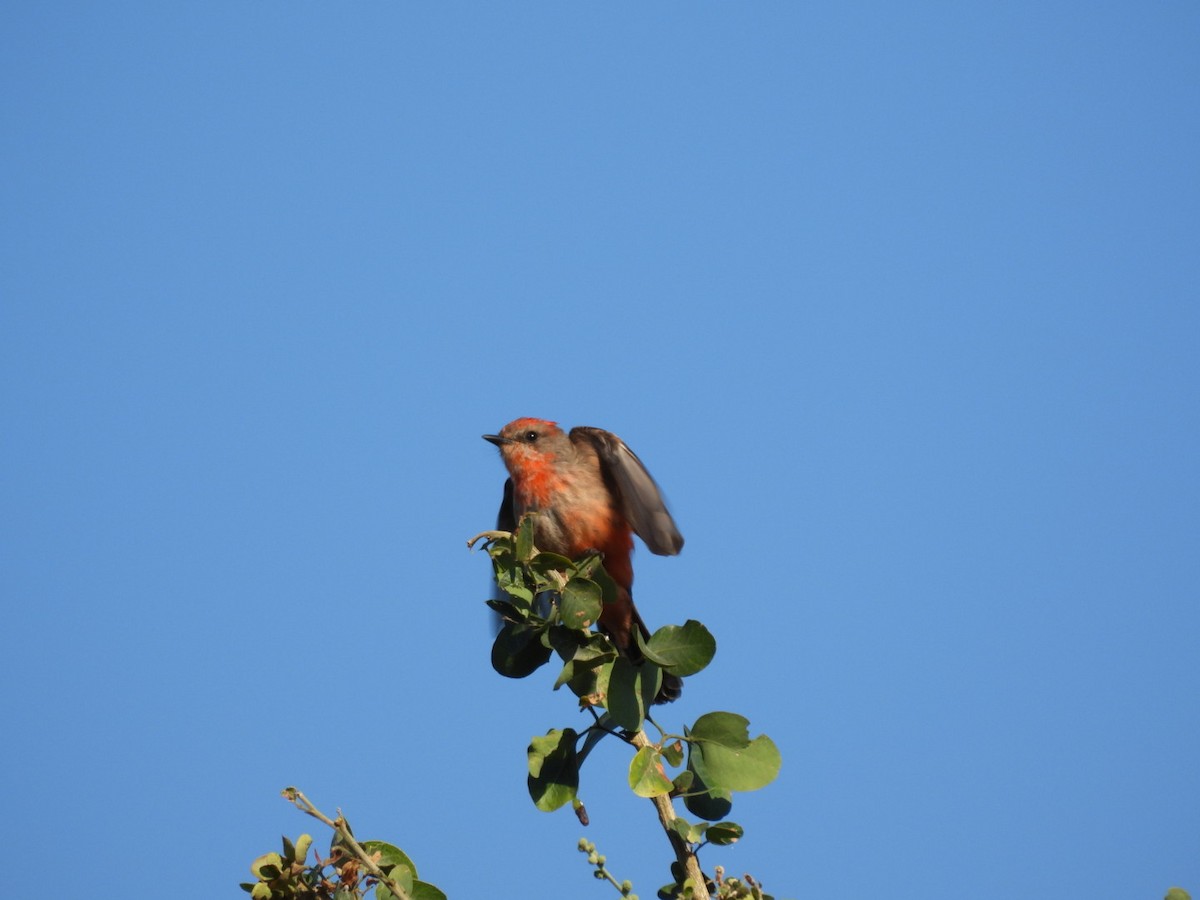 Vermilion Flycatcher - ML647309210