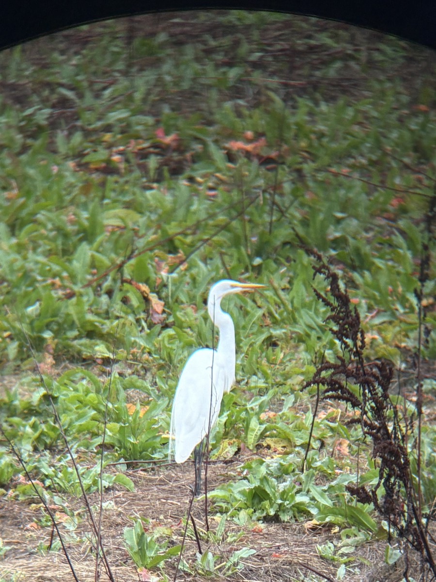 Great Egret - ML647309211