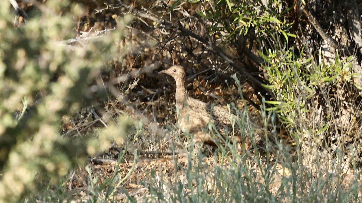 Chilean Tinamou - ML647309212