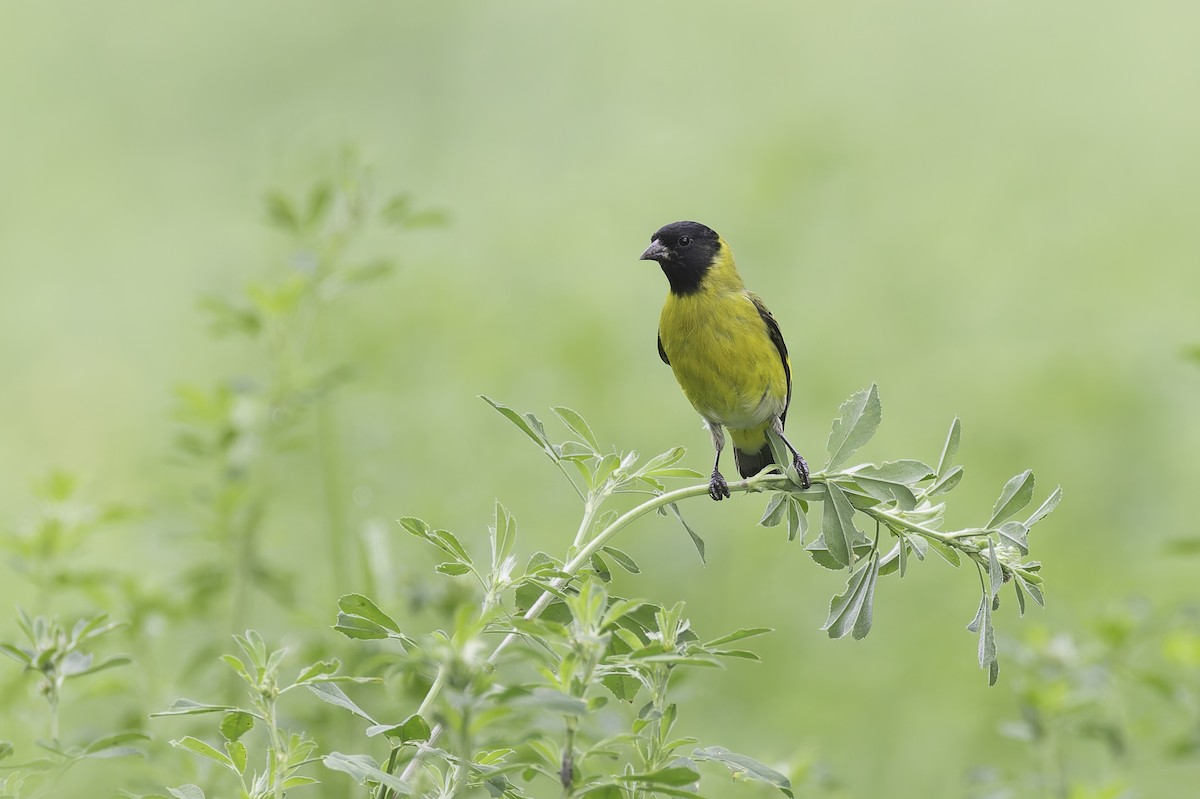 Hooded Siskin - ML647309213
