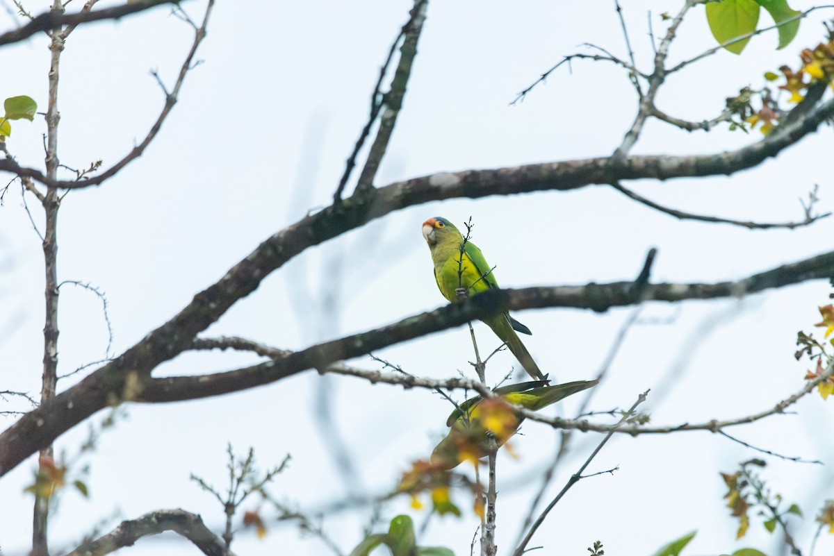 Orange-fronted Parakeet - ML647309214