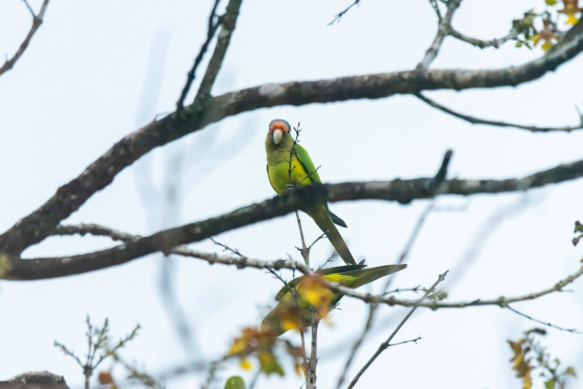 Orange-fronted Parakeet - ML647309215