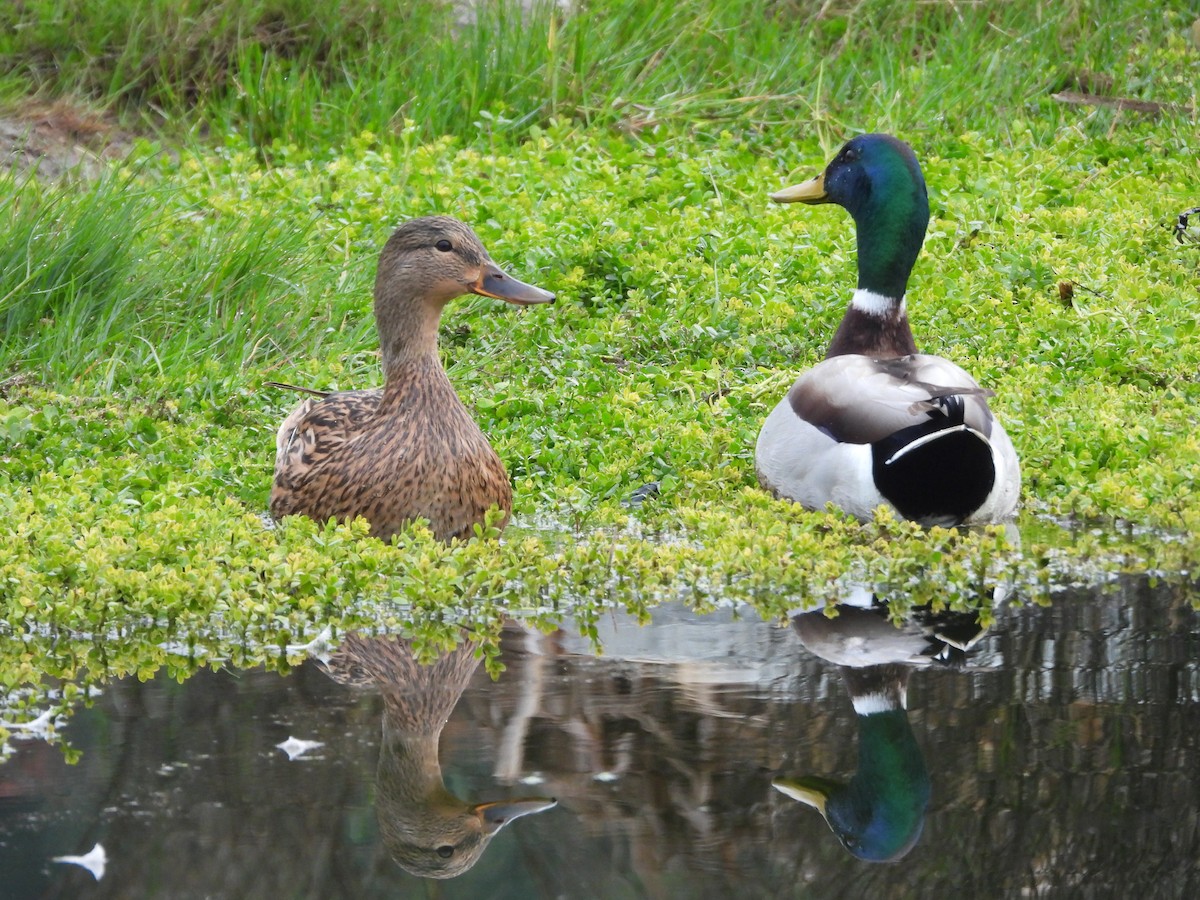 Mallard - ML647309216