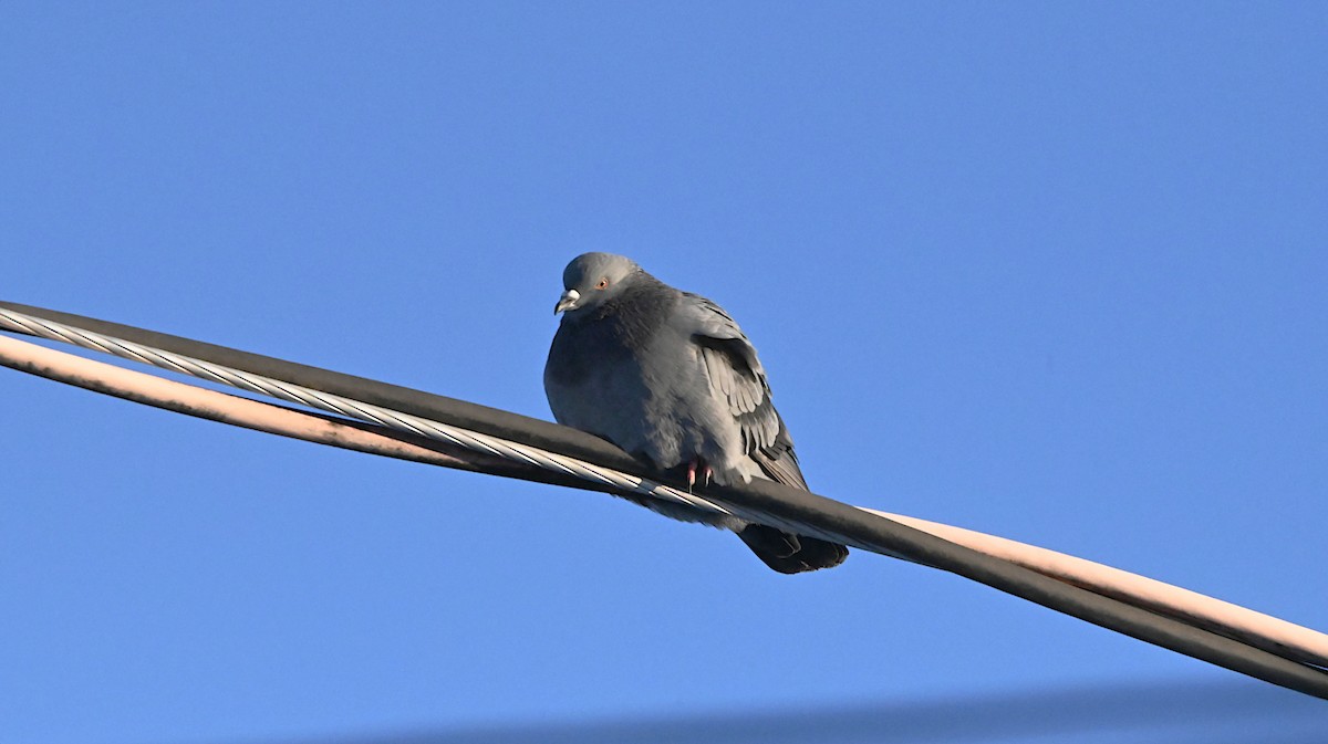 Rock Pigeon (Feral Pigeon) - ML647309217