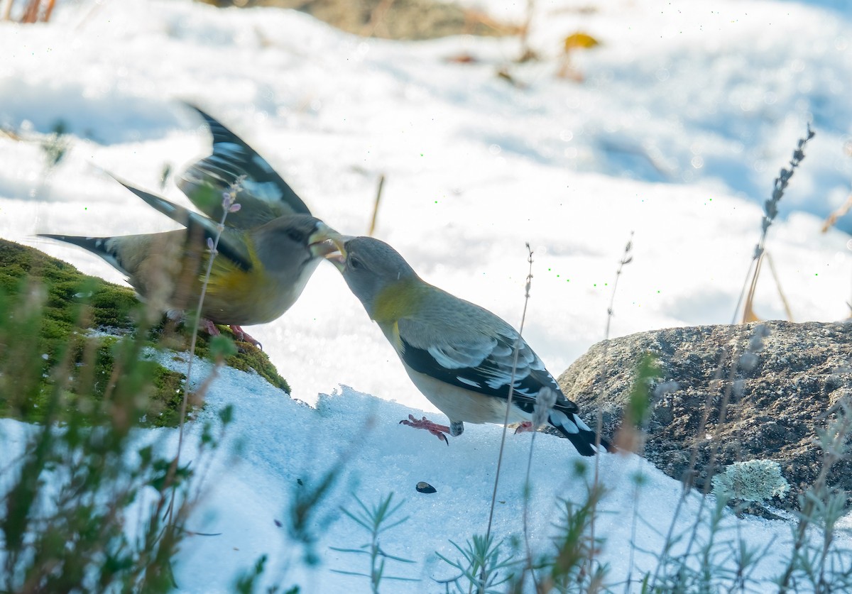 Evening Grosbeak - ML647309218