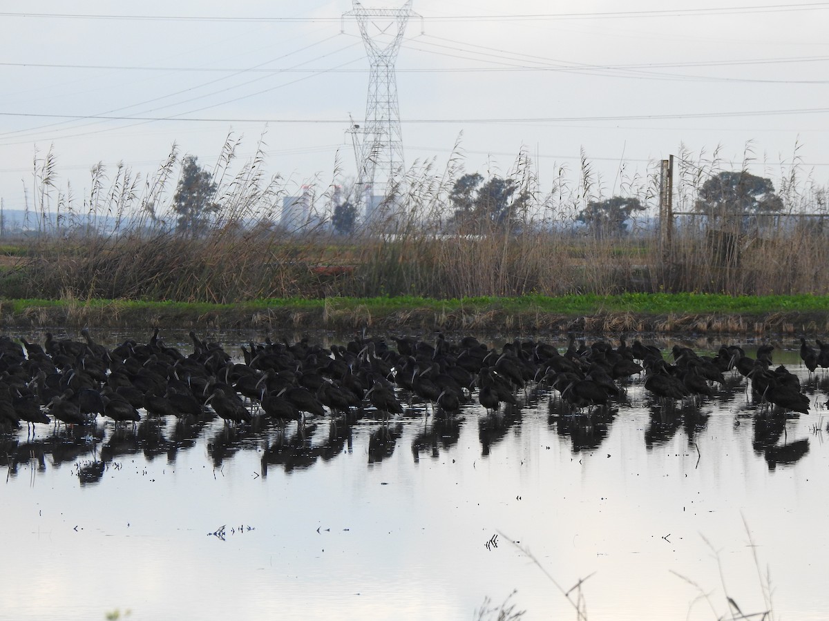 Glossy Ibis - ML647309224