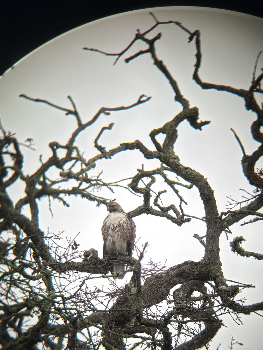 Red-tailed Hawk - ML647309225