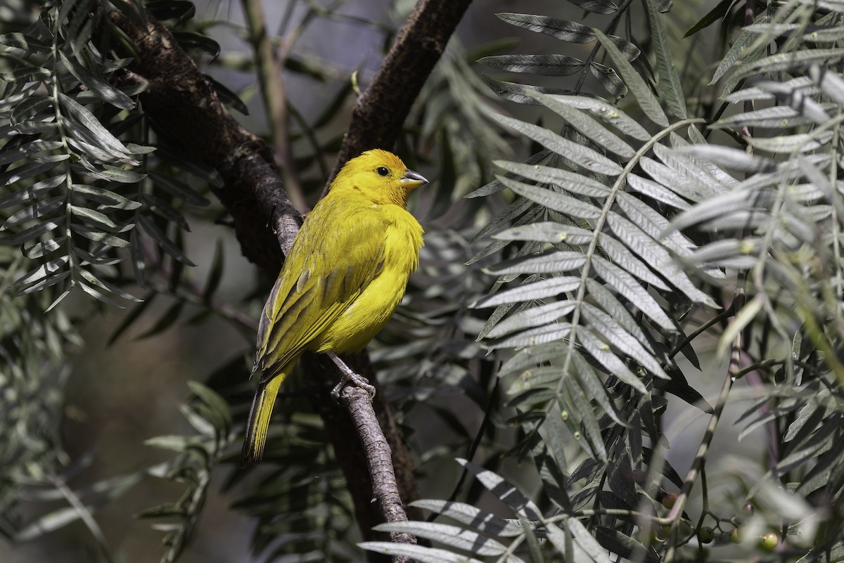 Saffron Finch (Saffron) - ML647309226