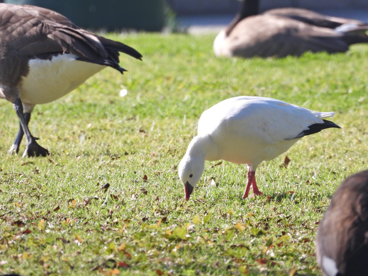 Ross's Goose - ML647309227