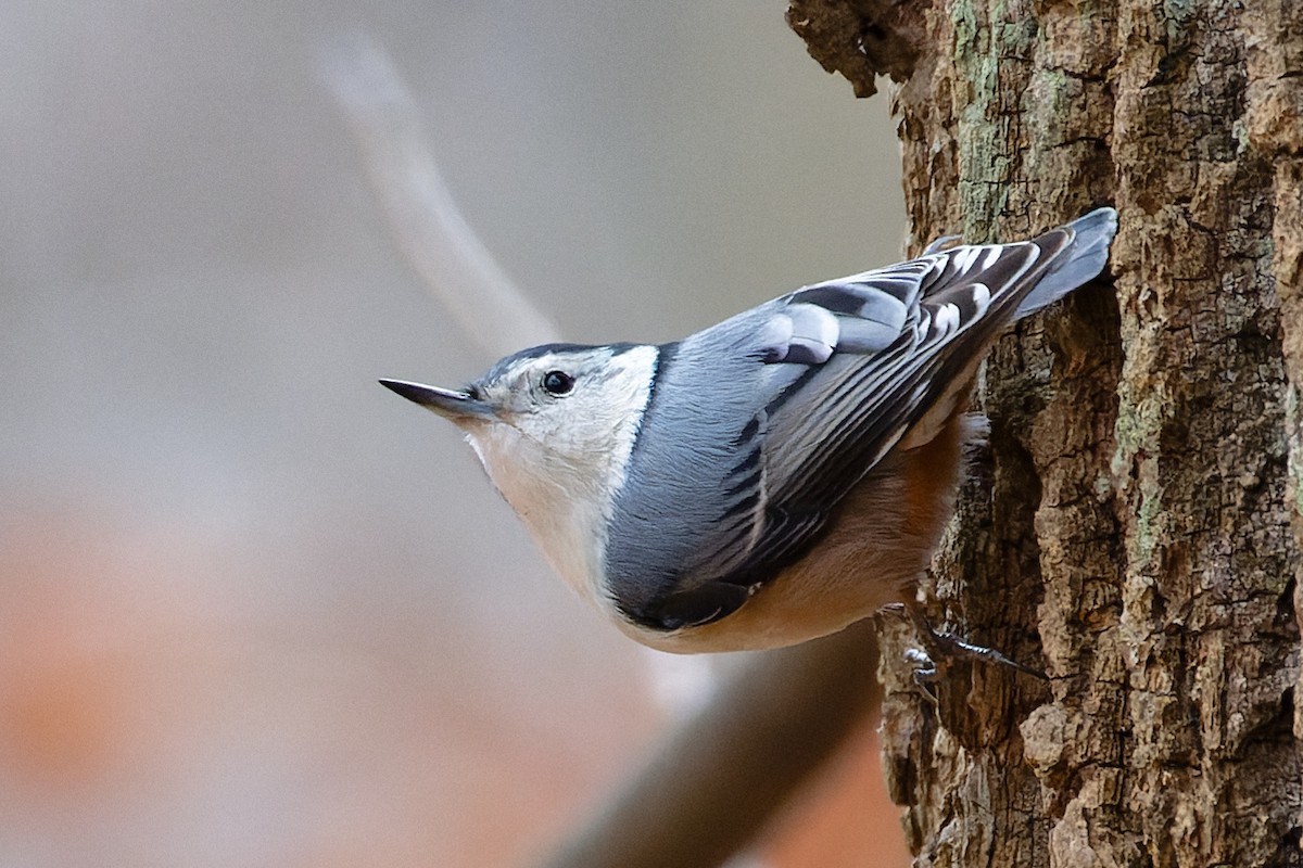 White-breasted Nuthatch - ML647309228