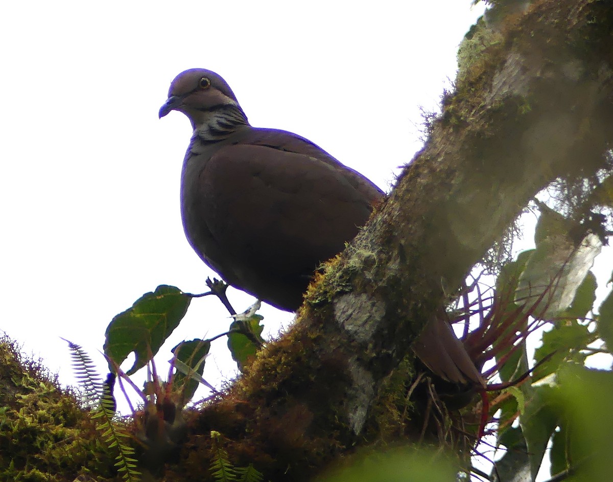 White-throated Quail-Dove - ML647309229