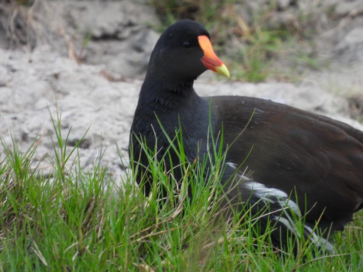 Common Gallinule - ML647309230