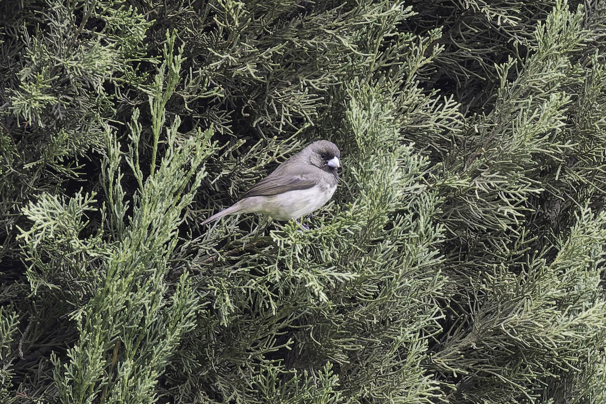 Yellow-bellied Seedeater - ML647309233