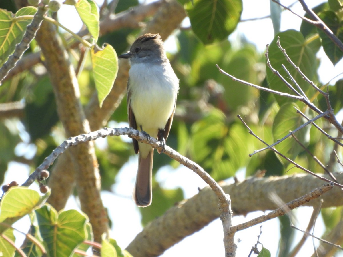 Gri Boğazlı Sinekkapan - ML647309240