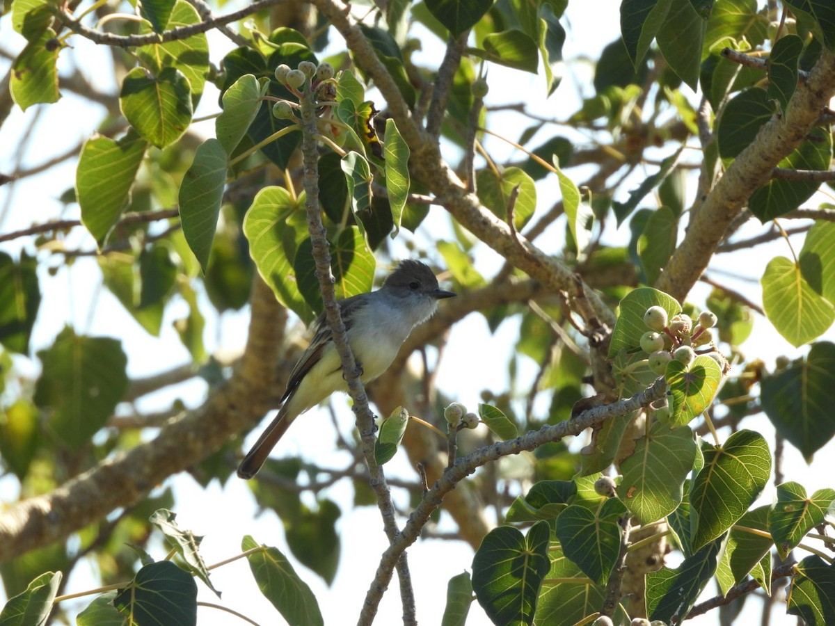 Gri Boğazlı Sinekkapan - ML647309241