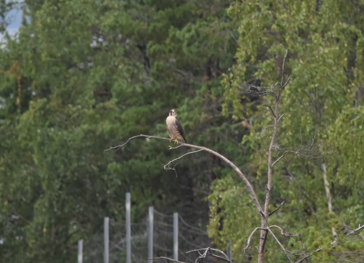 Peregrine Falcon (Eurasian) - ML647309245