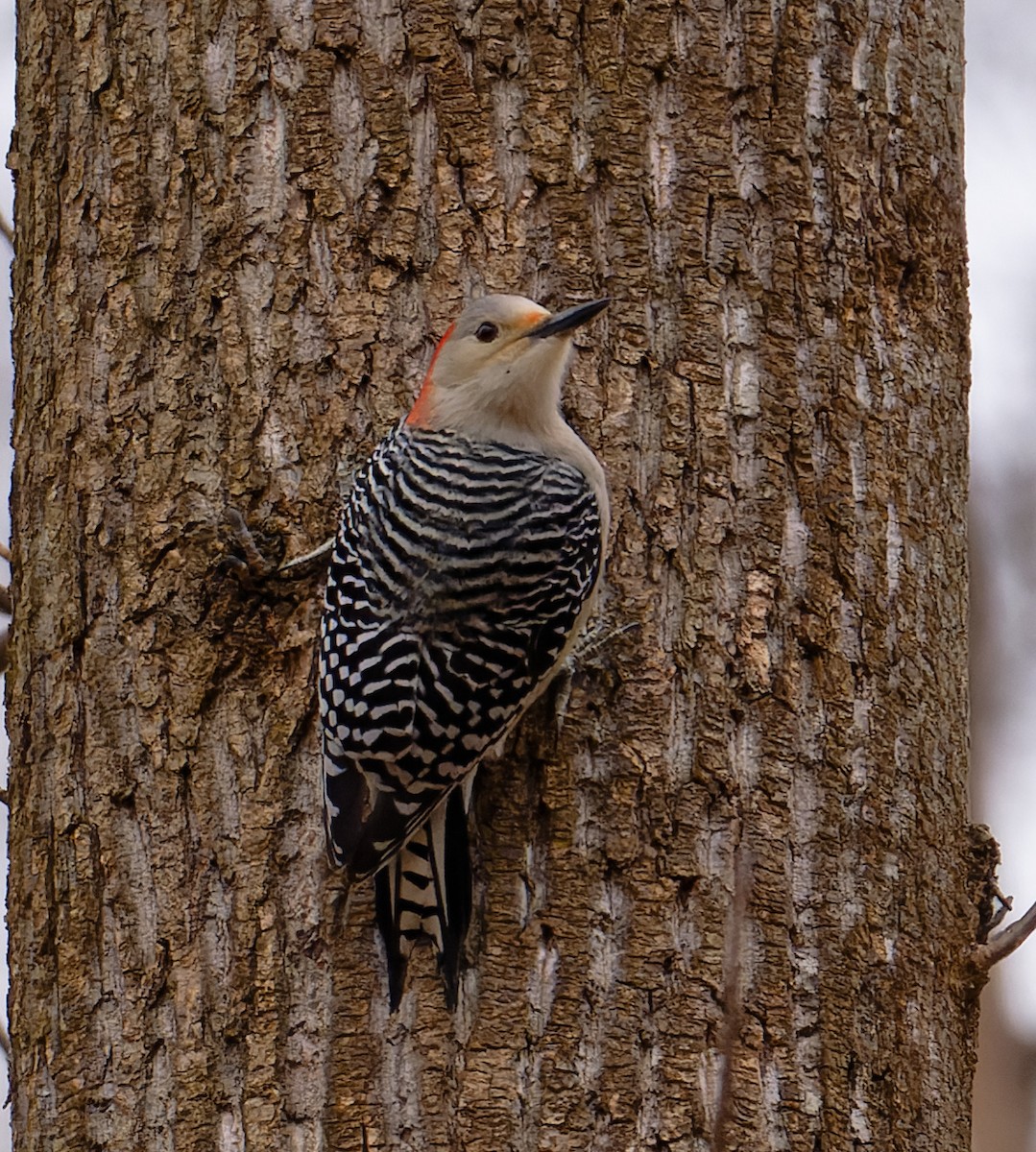 Red-bellied Woodpecker - ML647309249