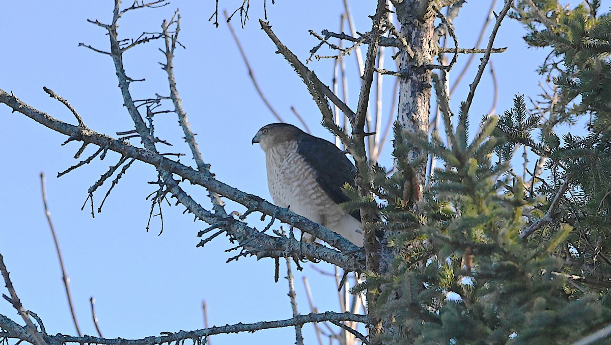 Cooper's Hawk - ML647309250