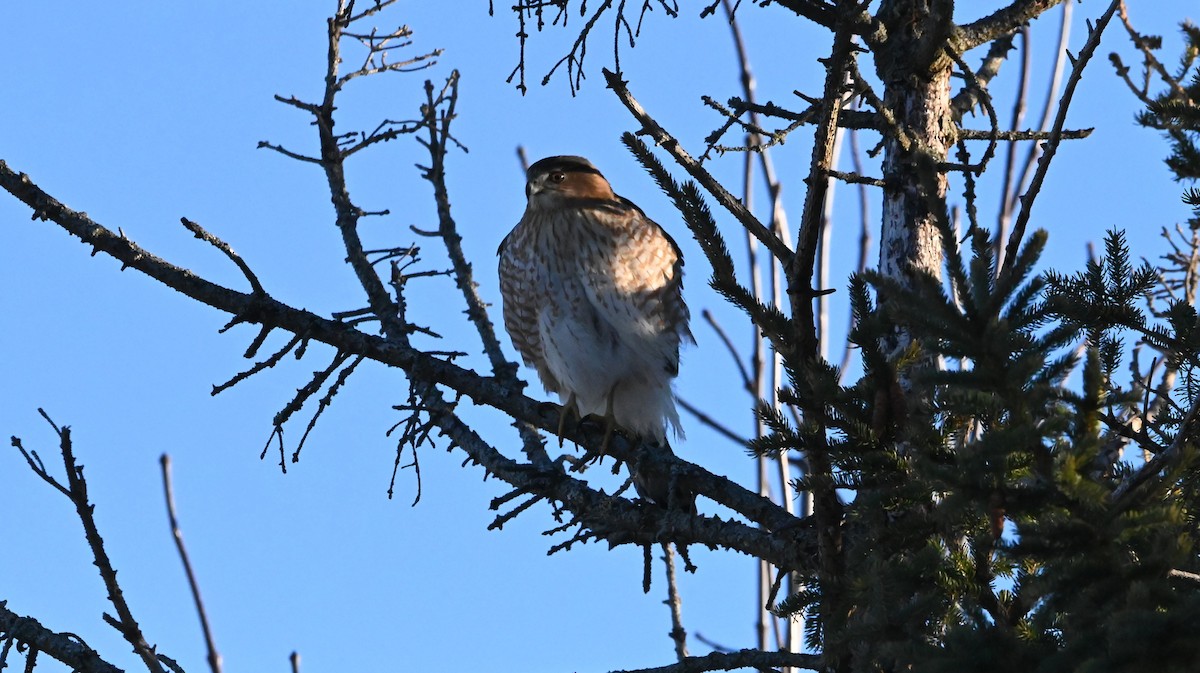 Cooper's Hawk - ML647309261