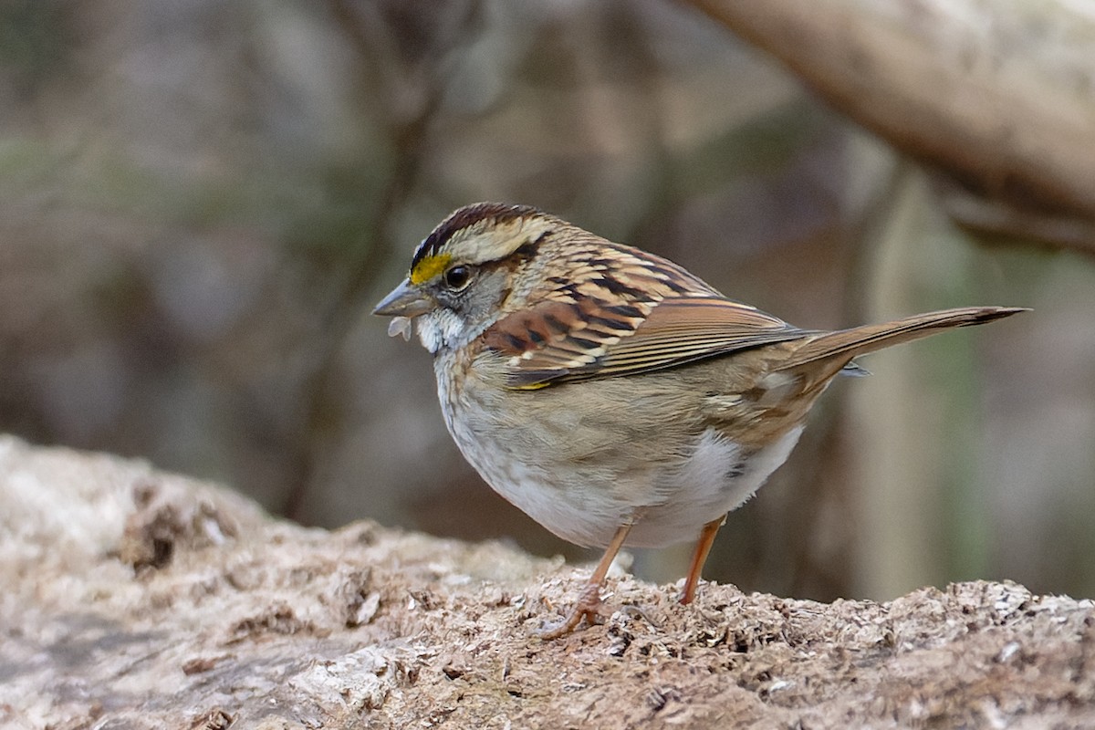 White-throated Sparrow - ML647309269