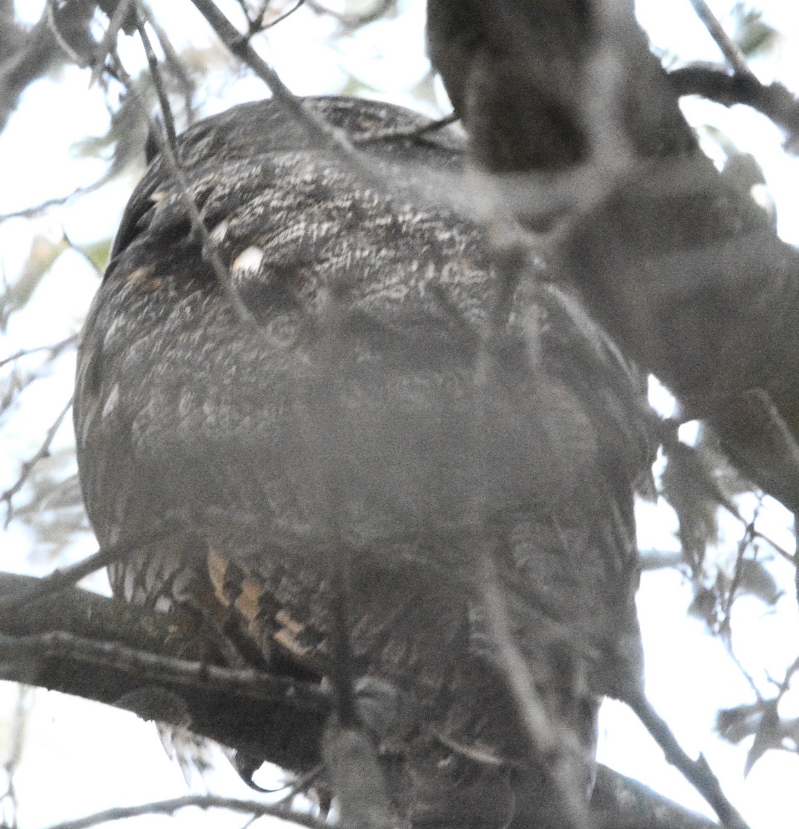 Búho Chico - ML647309277
