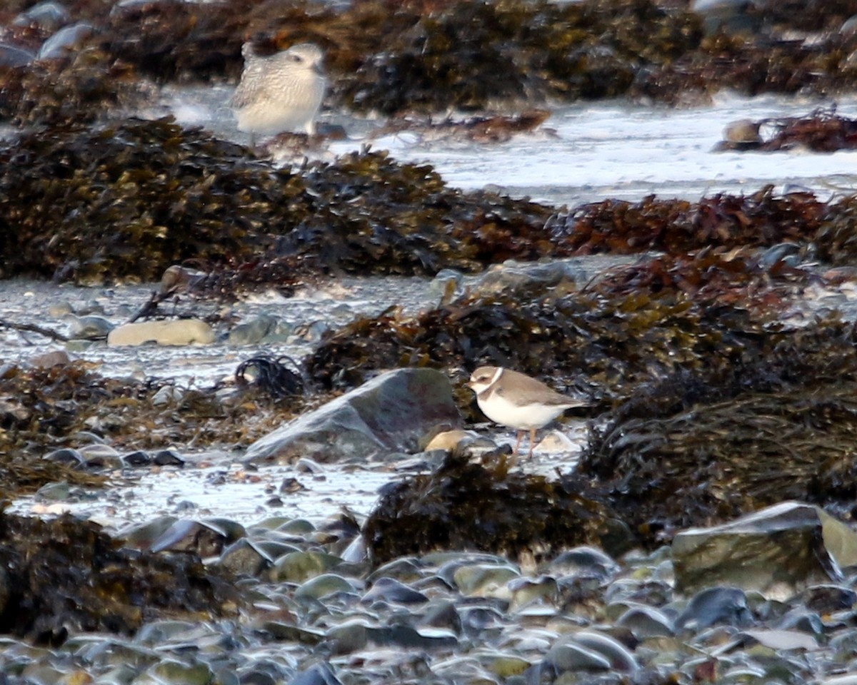 Semipalmated Plover - ML647309283