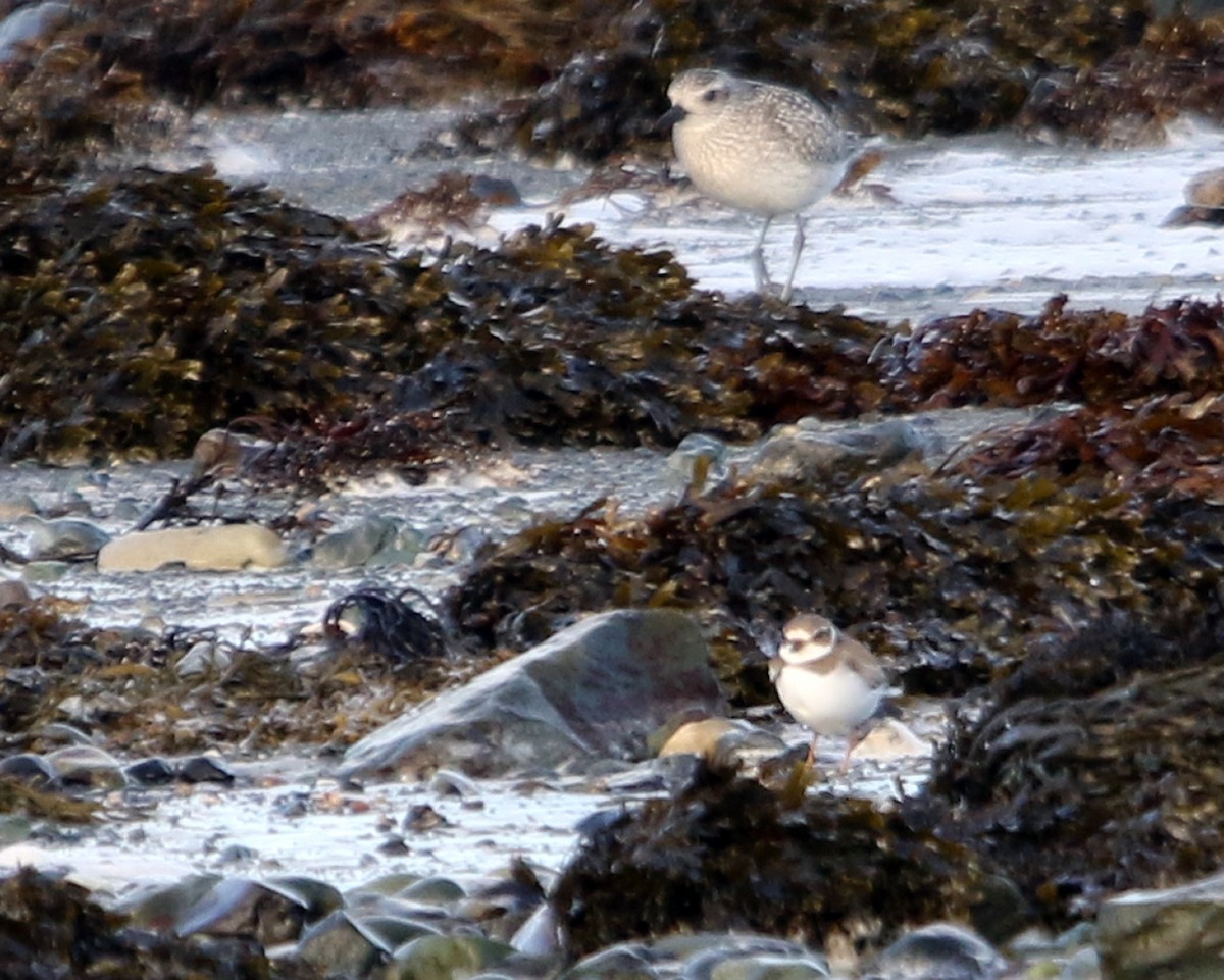 Semipalmated Plover - ML647309284