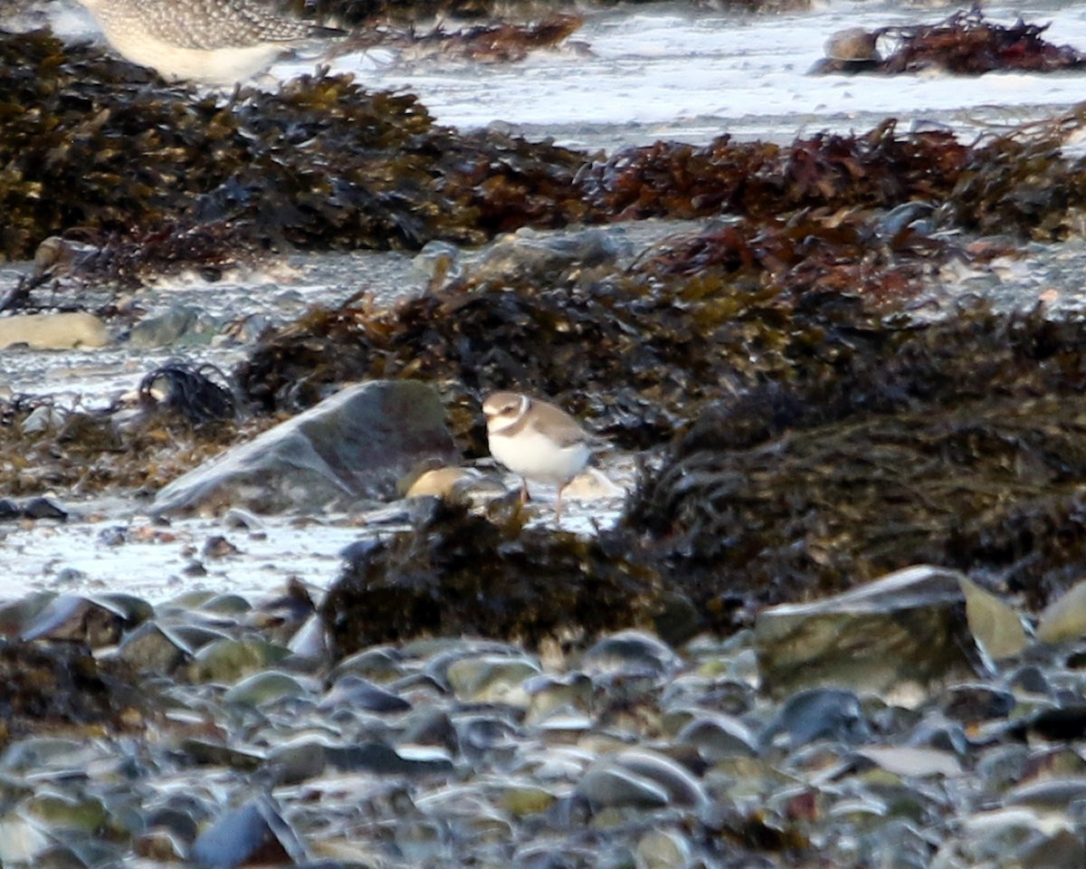 Semipalmated Plover - ML647309285