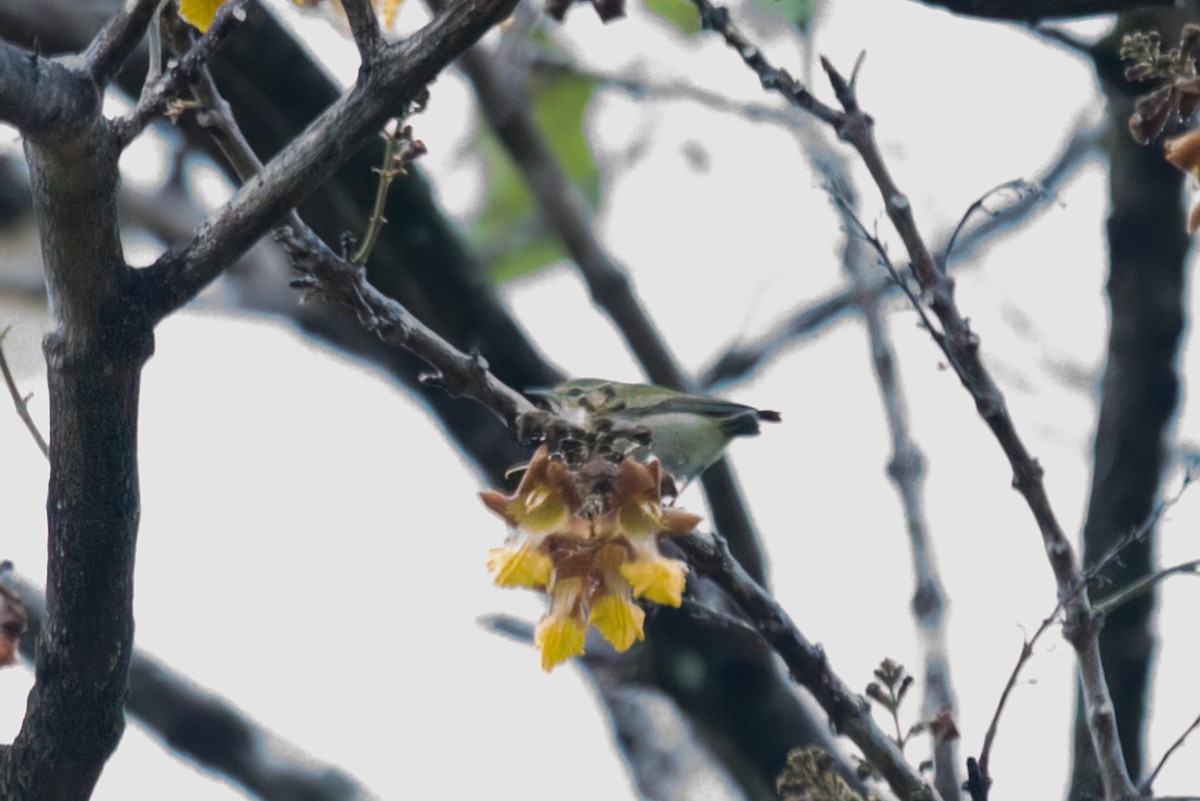 Tennessee Warbler - ML647309286