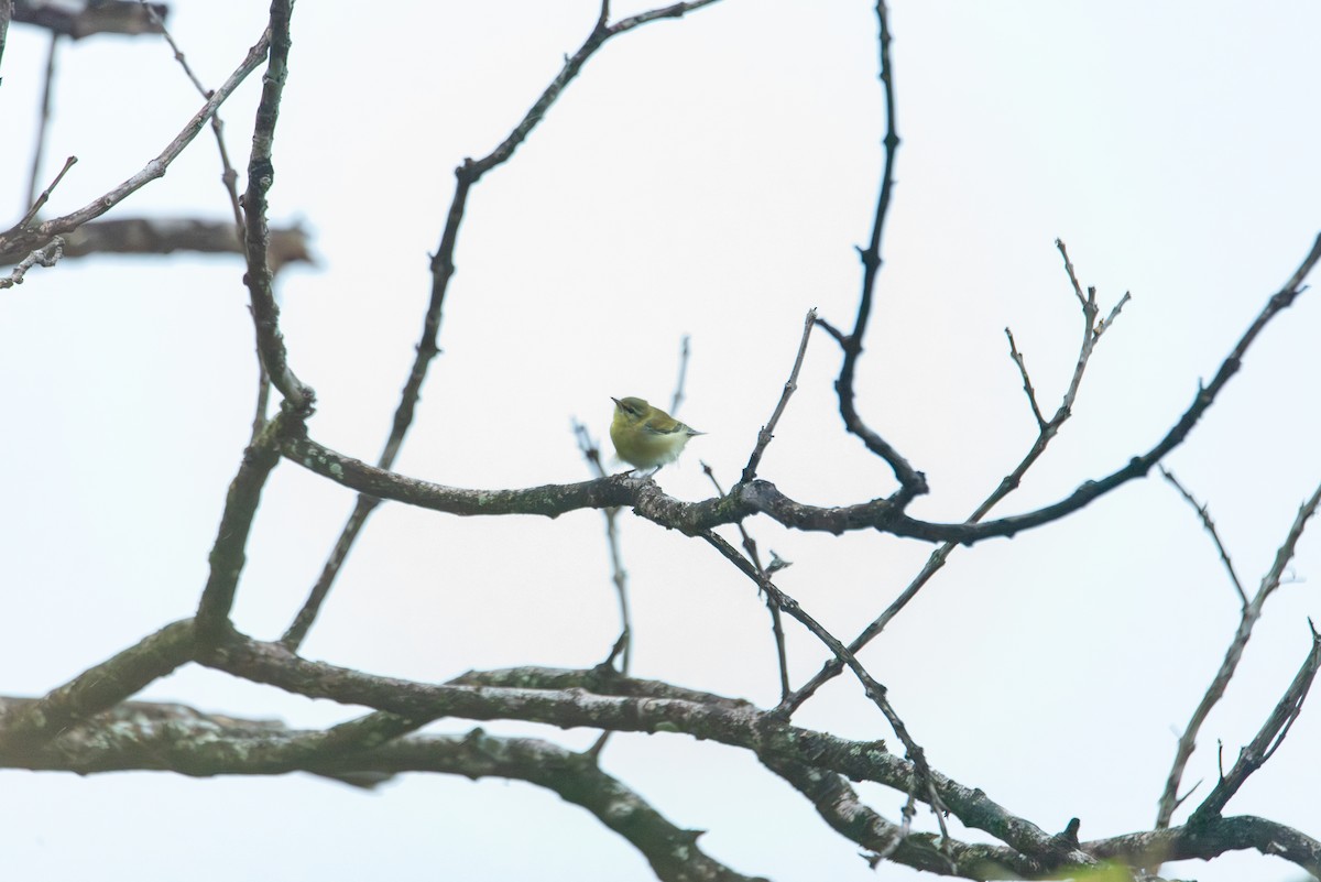 Tennessee Warbler - ML647309288