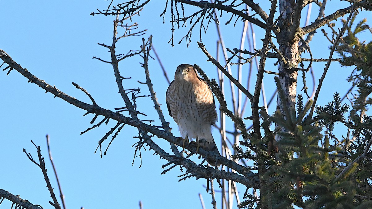 Cooper's Hawk - ML647309289