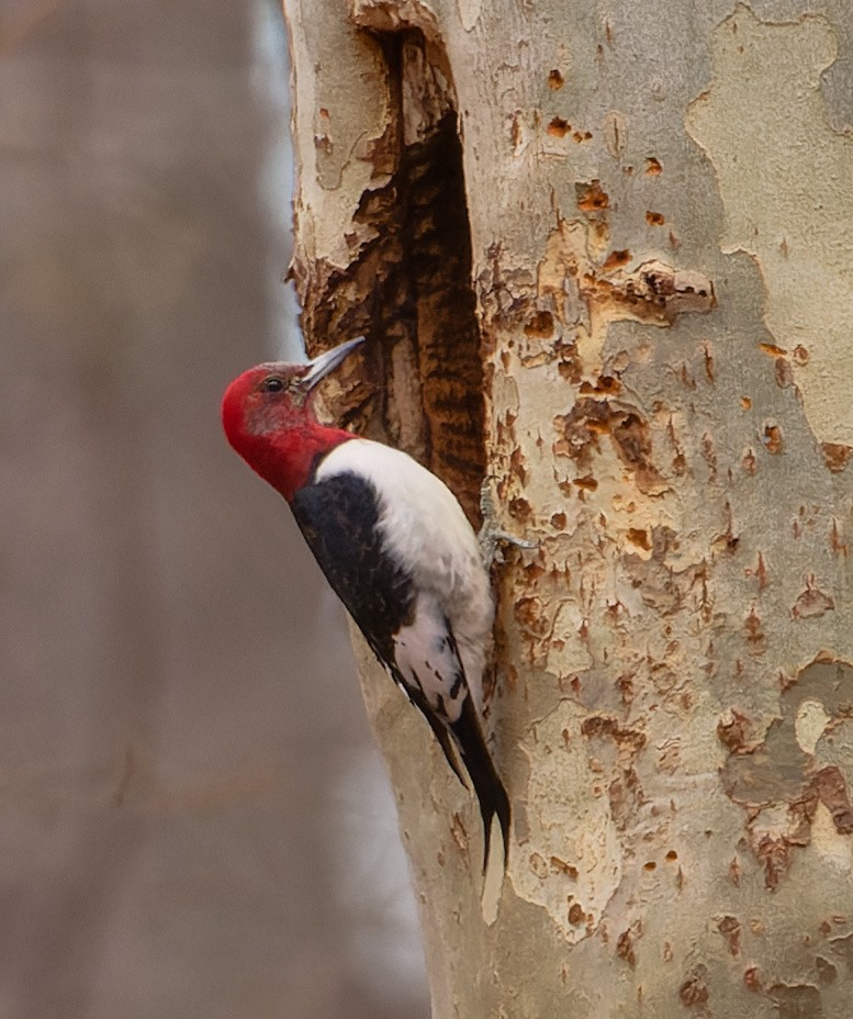 Red-headed Woodpecker - ML647309293