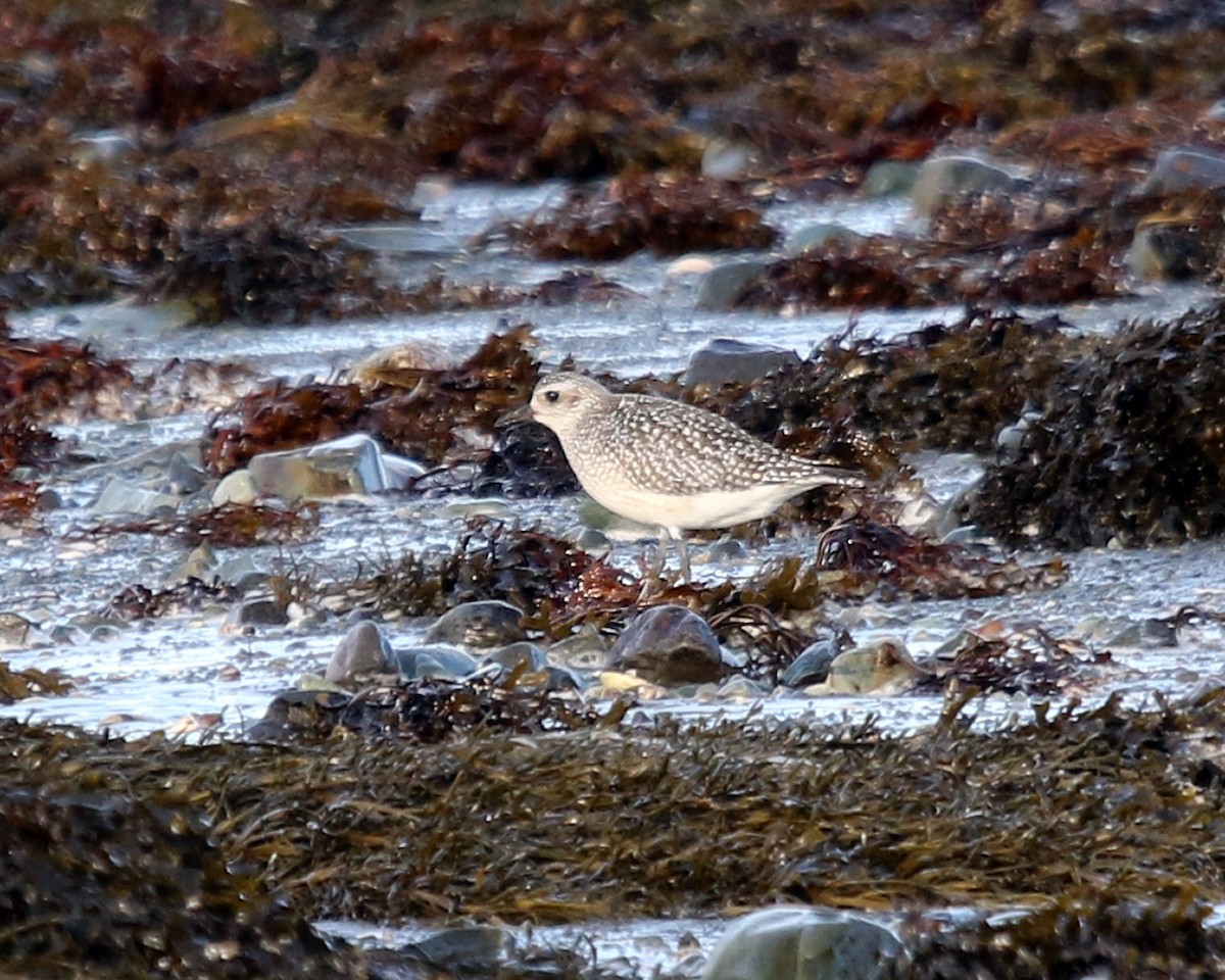 ダイゼン - ML647309295