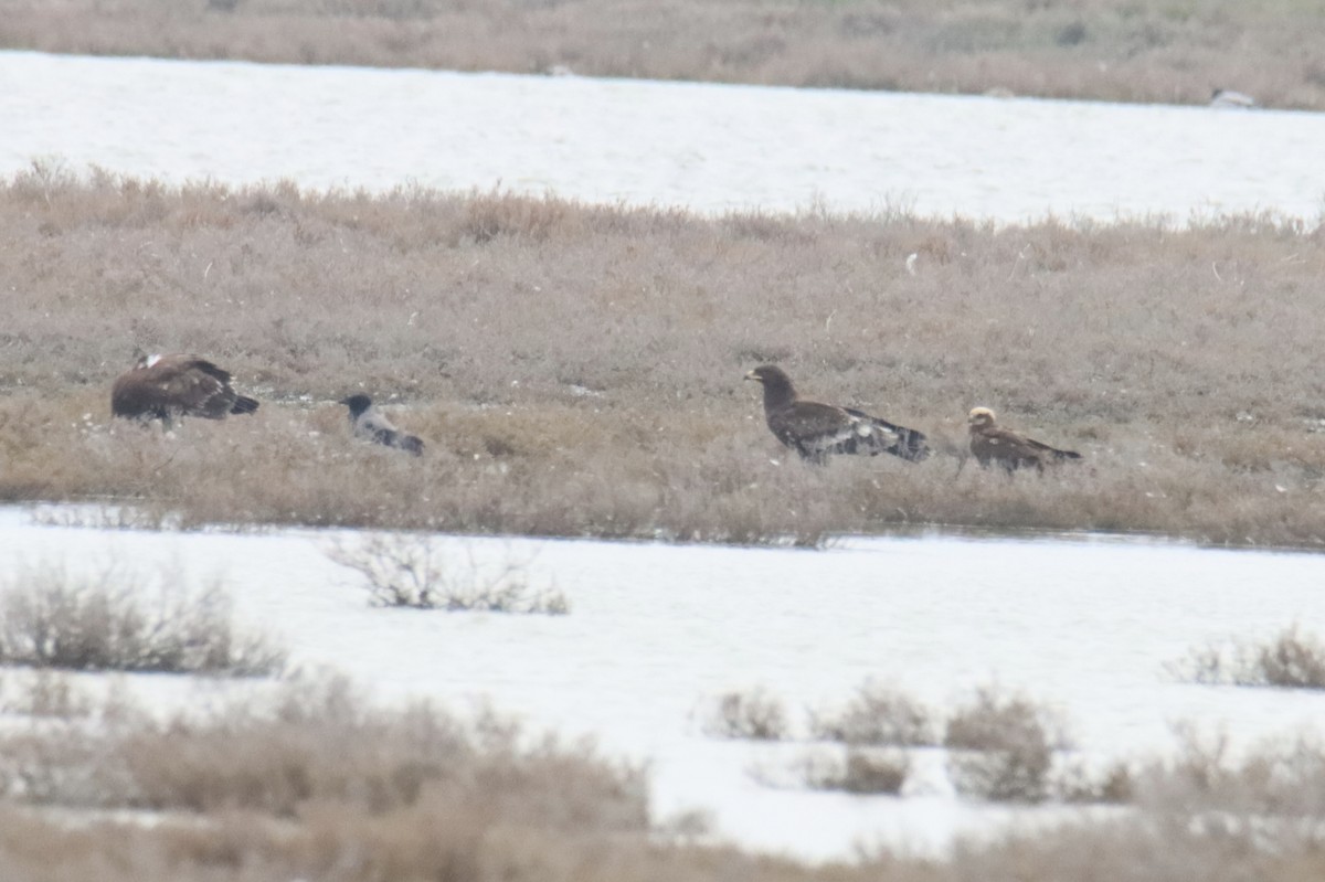 Schelladler - ML647309297