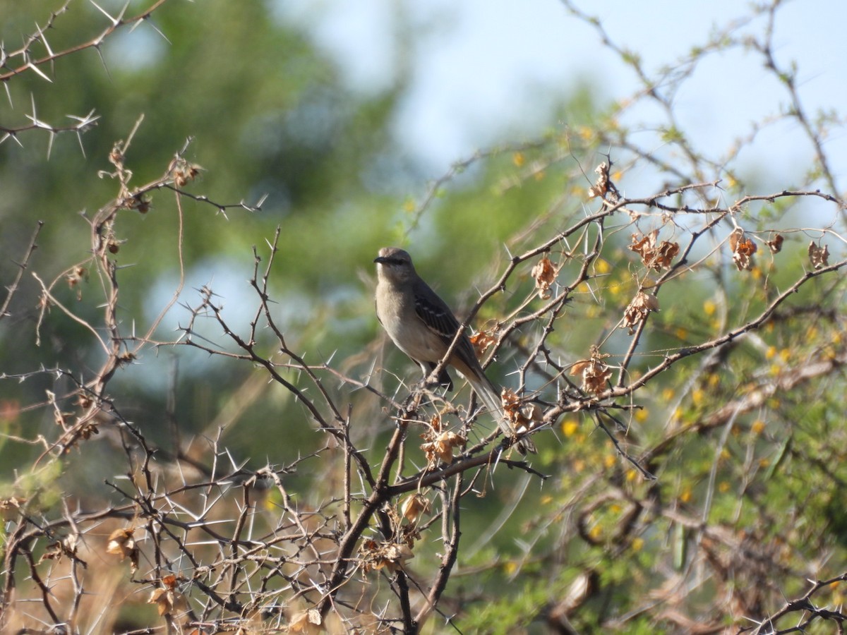 Kuzeyli Taklitçi - ML647309299