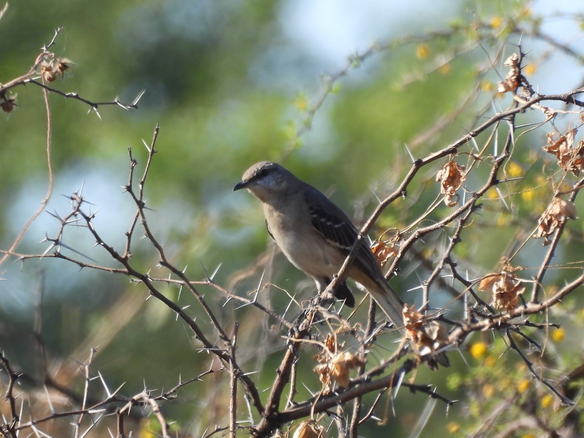 Kuzeyli Taklitçi - ML647309300