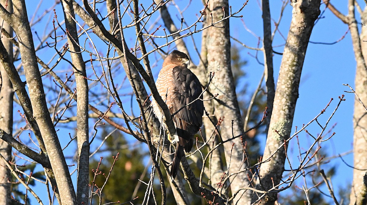 Cooper's Hawk - ML647309312