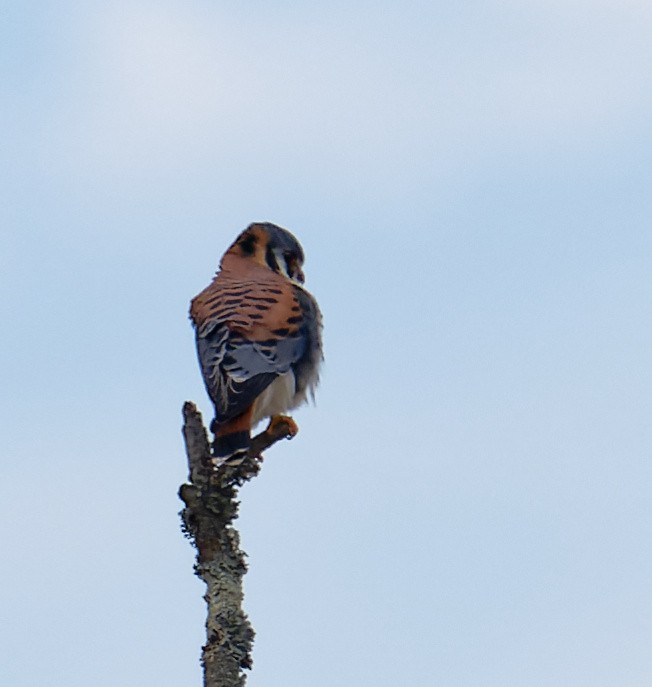American Kestrel - ML647309316