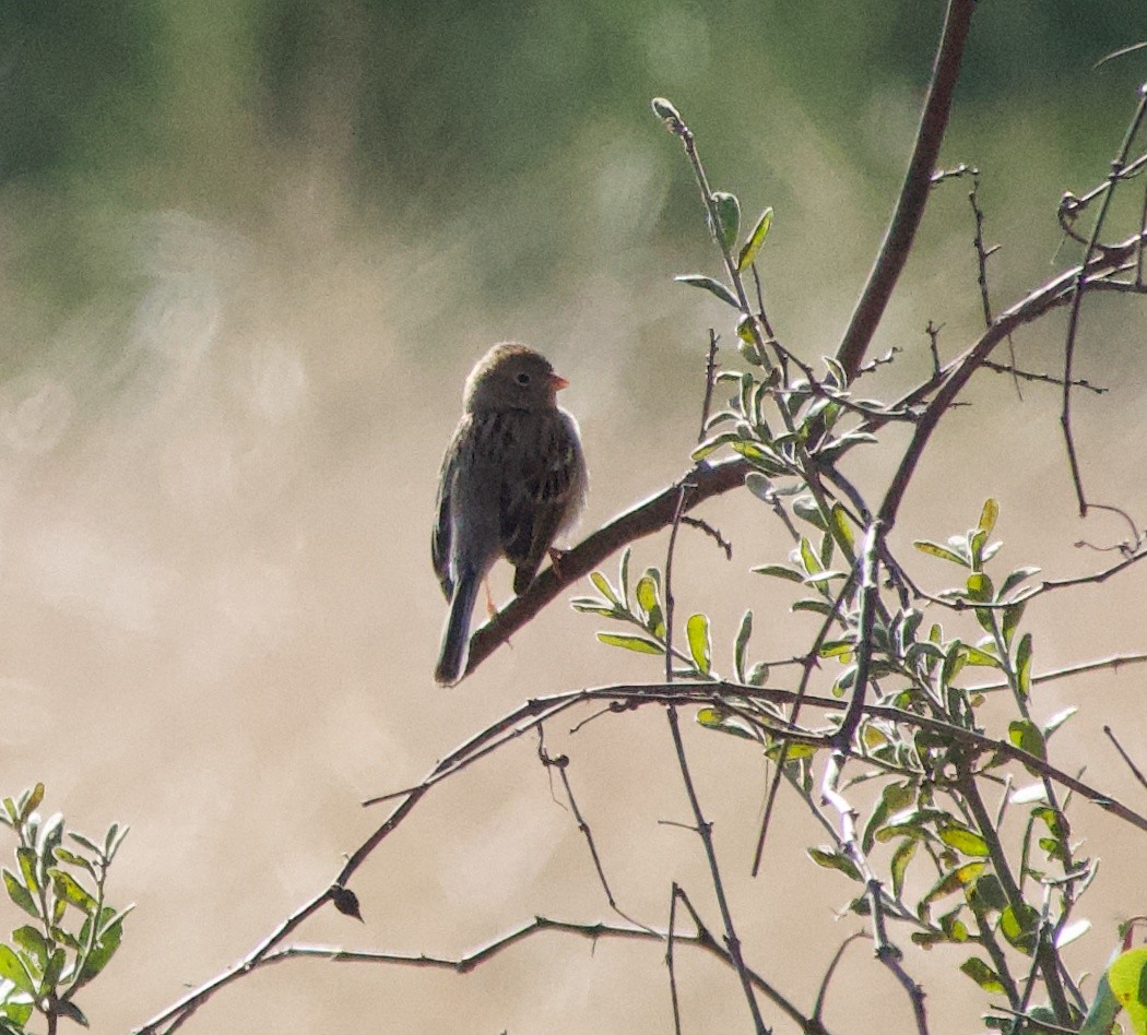 Field Sparrow - ML647309319