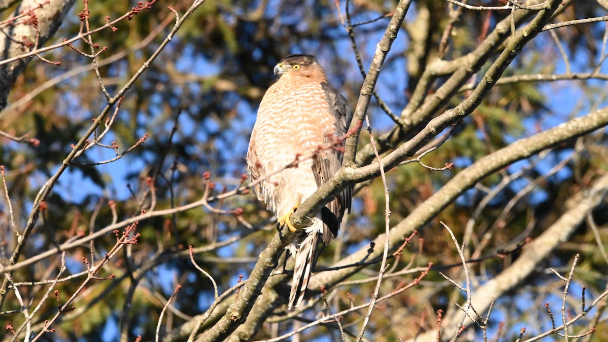 Cooper's Hawk - ML647309322