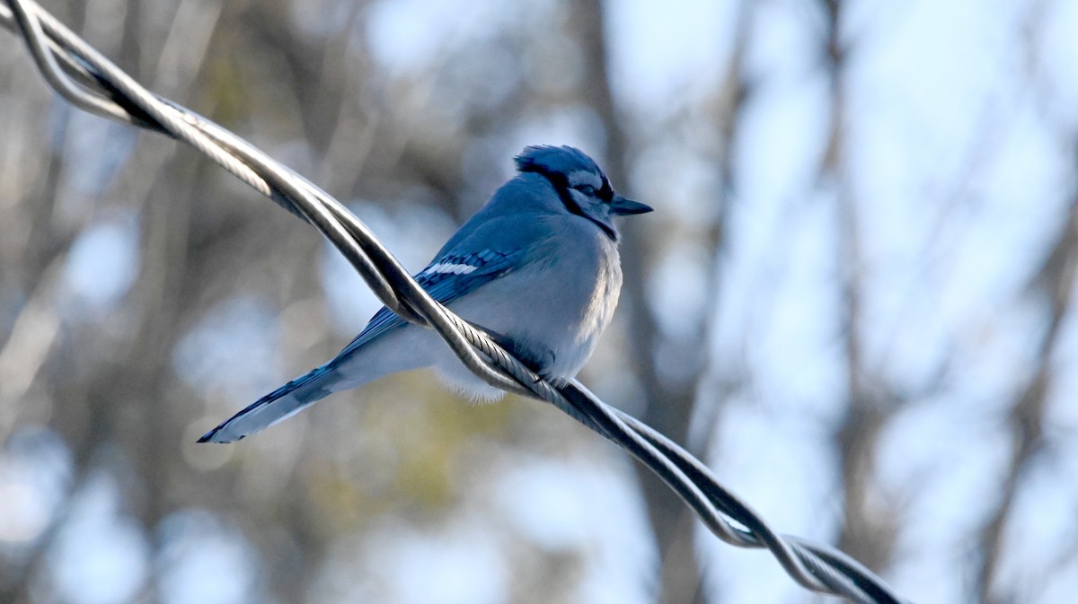 Blue Jay - ML647309353