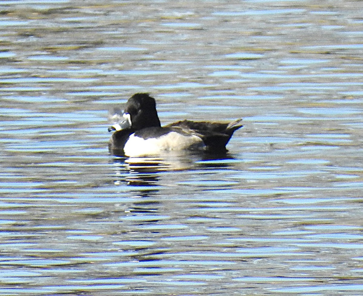 Ring-necked Duck - ML647309358
