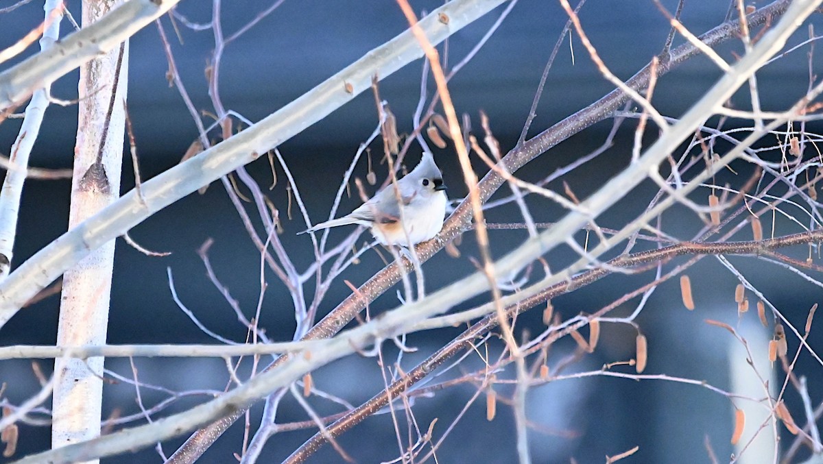 Tufted Titmouse - ML647309367