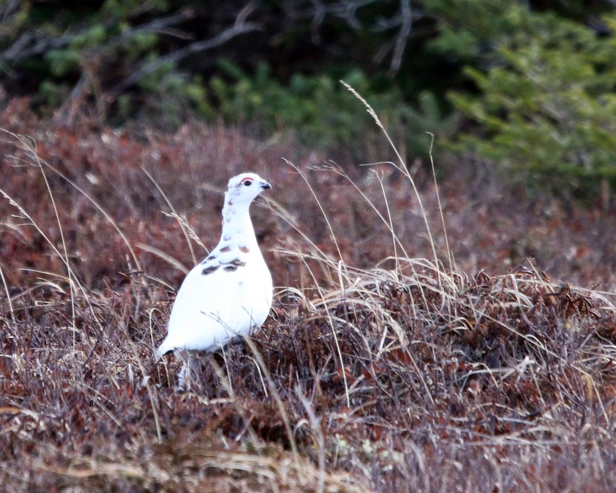 Willow Ptarmigan - ML647309384