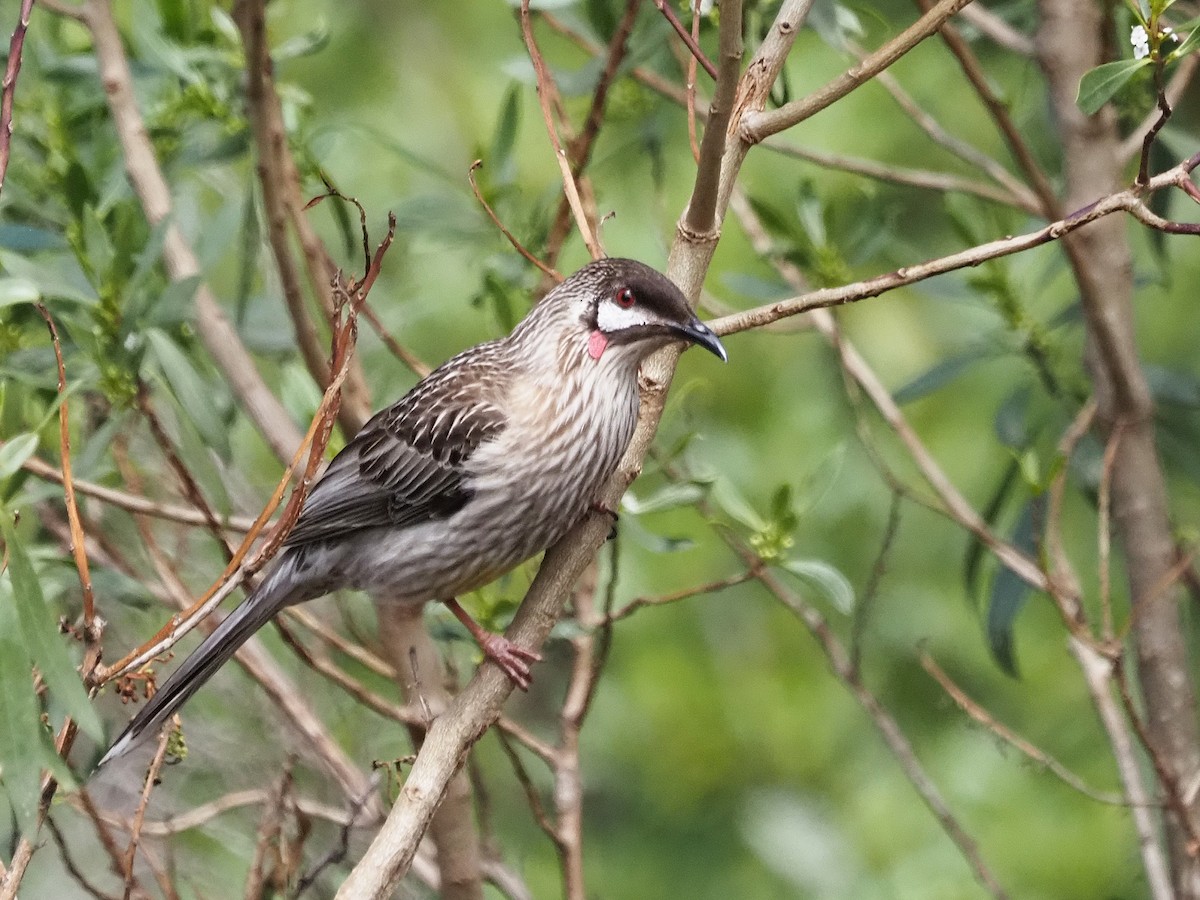 Mielero Carunculado - ML647309386
